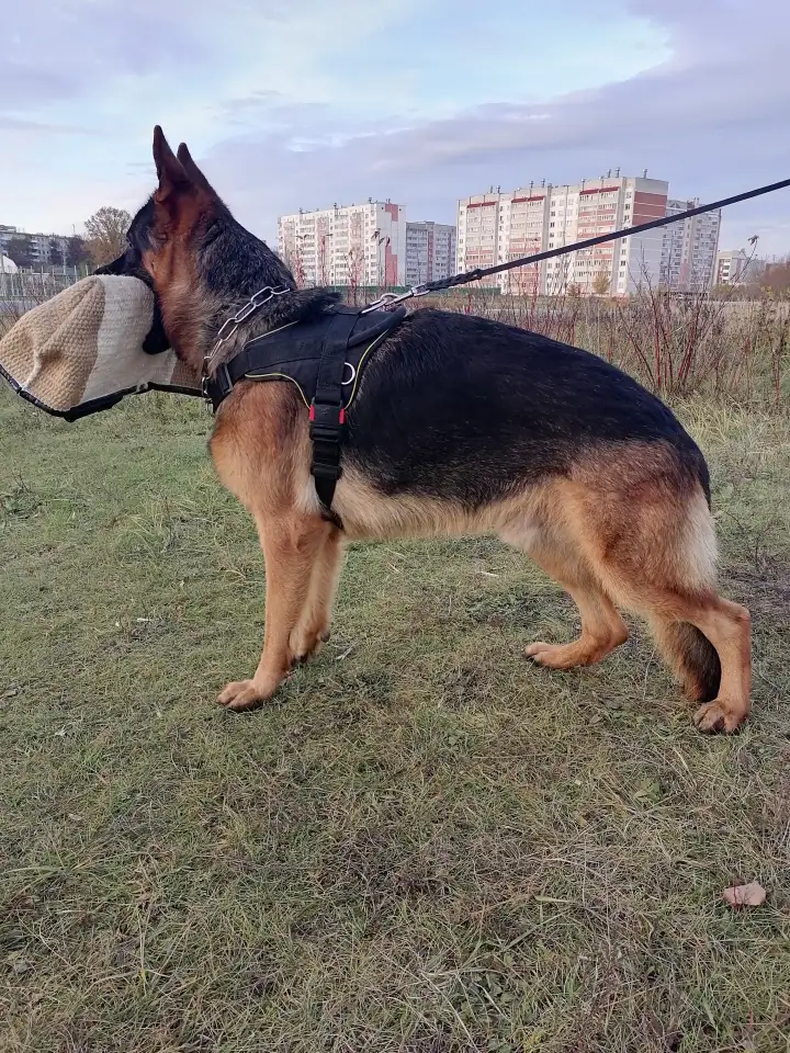 Щенки овчарки, фотография 6