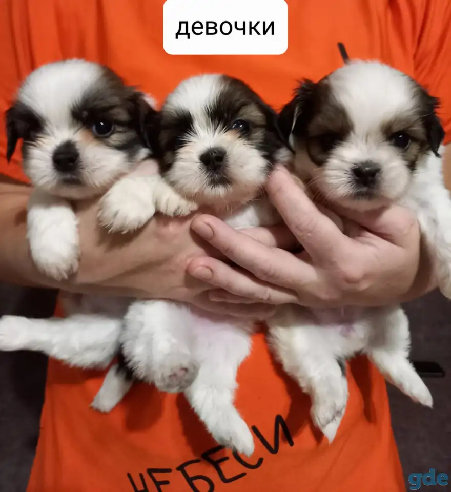 Продаются щенки ши тцу, фотография 1