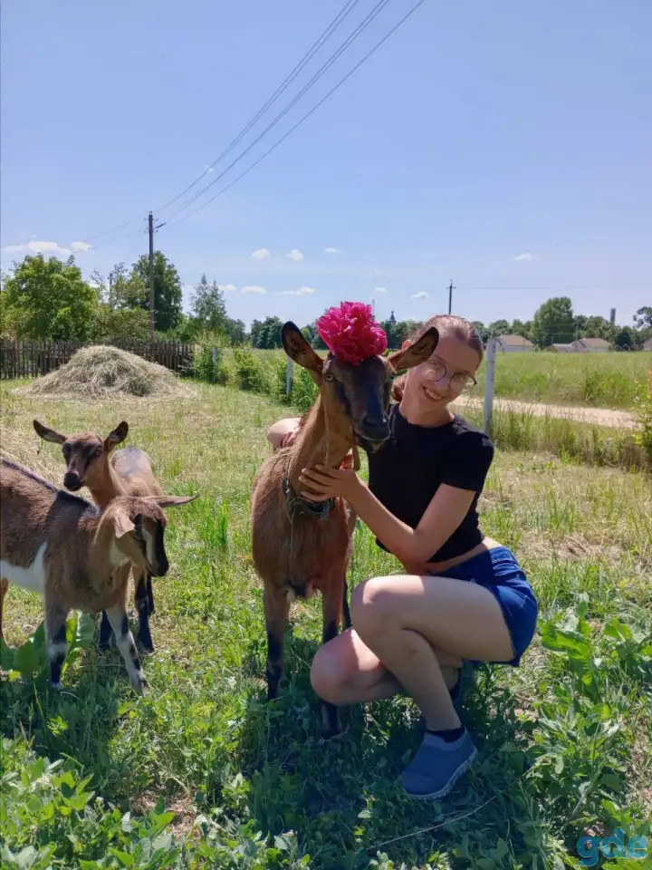 Коза Альпо-чешка, фотография 6