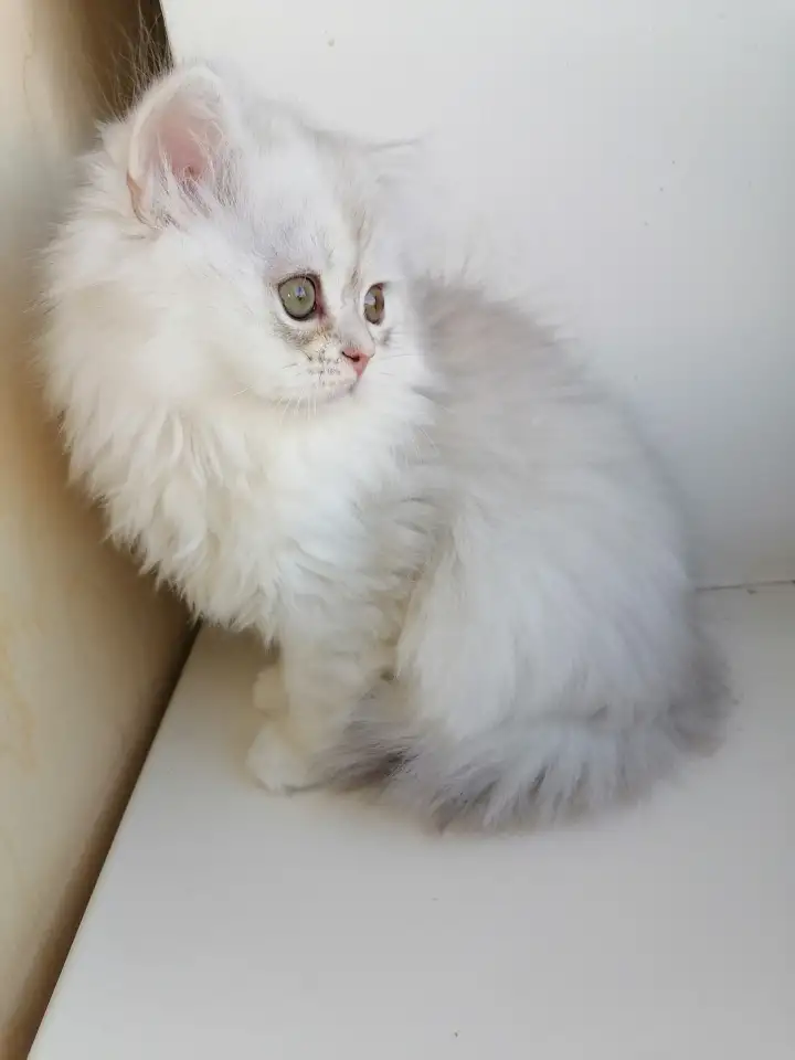 Британская кошечка, фотография 2