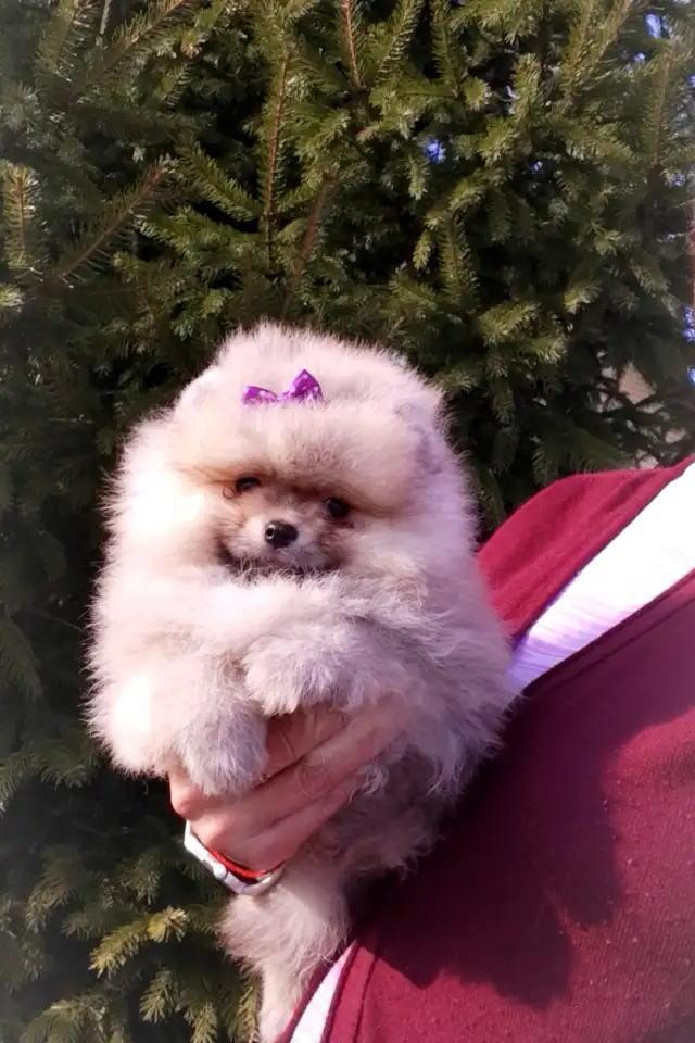Померанский шпиц, щенки. Мини мишки, фотография 8