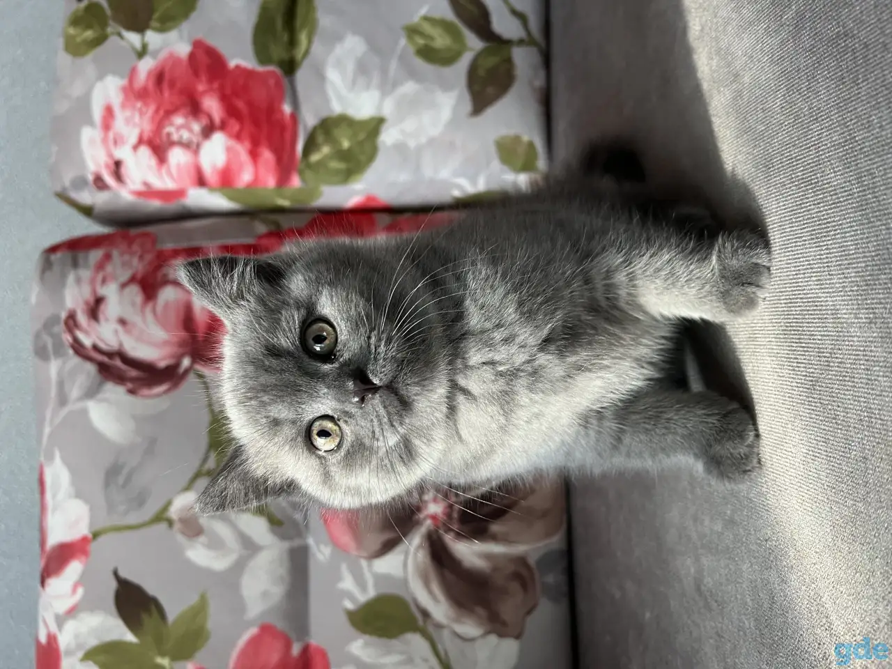 Шотландские котята, фотография 2