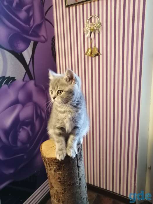 Продаю, фотография 7
