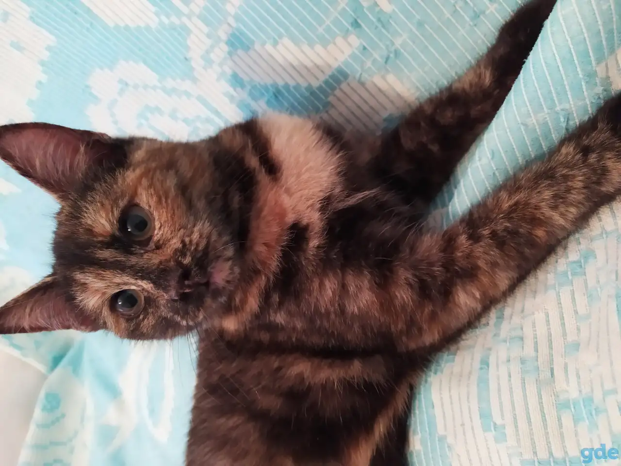 Ласковая кошечка ищет дом, фотография 2