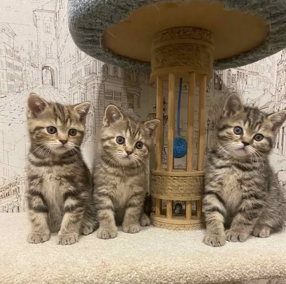 Шотландские замечательные котята, фотография 1
