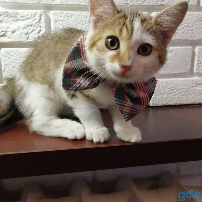 Котенок в добрые, ответственные руки!, фотография 4