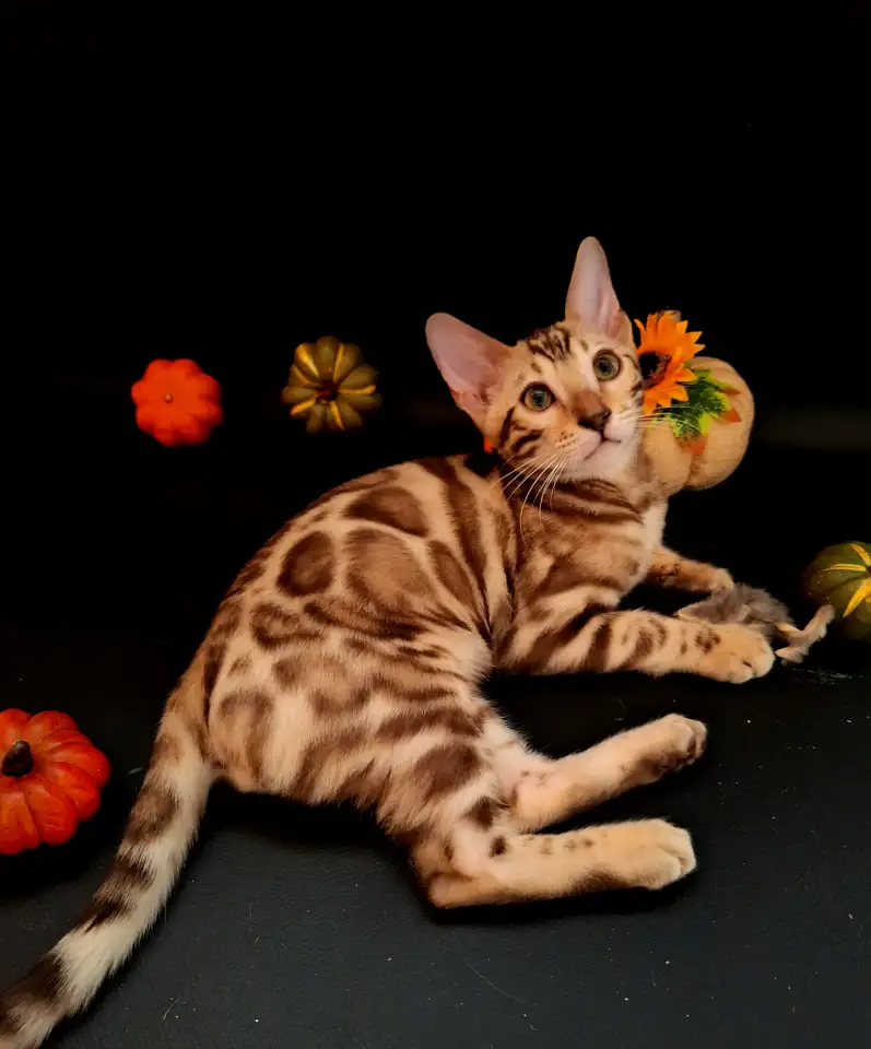 Бенгальские котята, фотография 2
