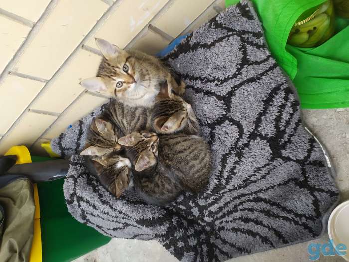 Дарю котят., фотография 1