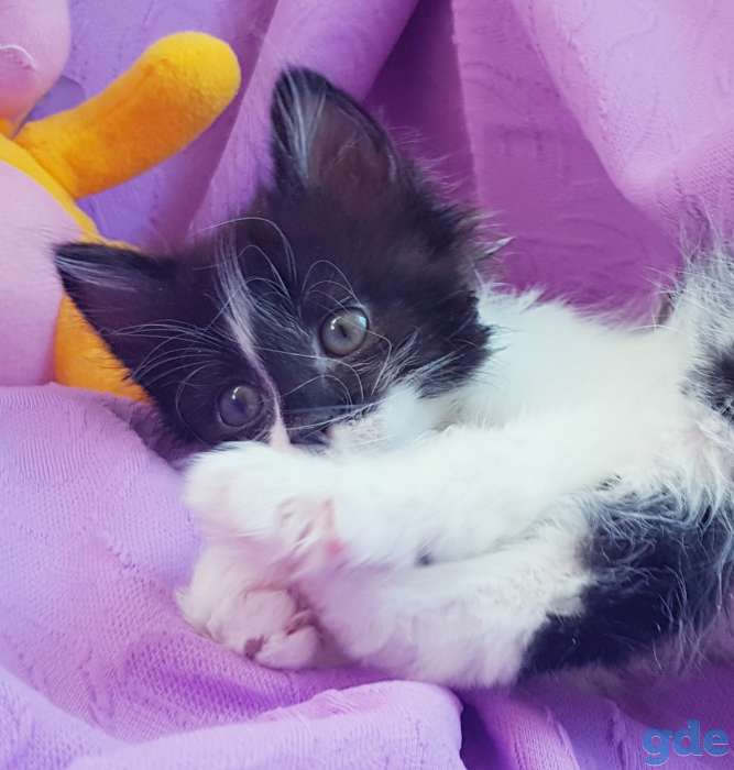 Кошечка,котенок,в дар., фотография 2