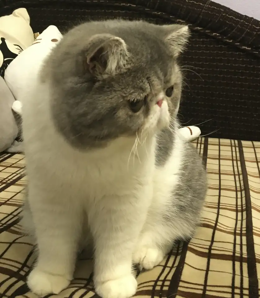 Экзотические короткошёрстные котята, фотография 18