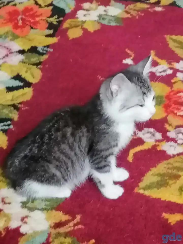 Приучены котенок(2месяца),мальчик. Отдадим в хорошие руки., фотография 1