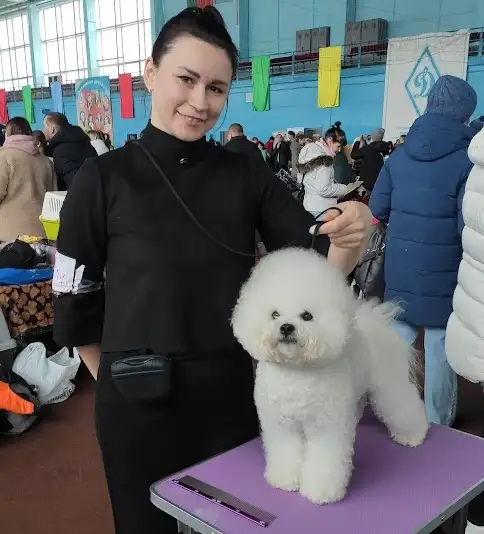 Кобель для вязки породы бишон фризе, фотография 4