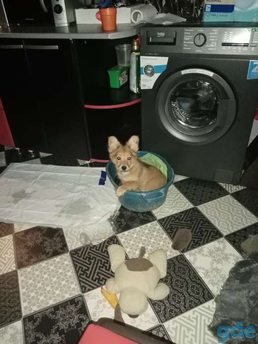 Продаю щенка мальчика до года. Вельш корги, фотография 1