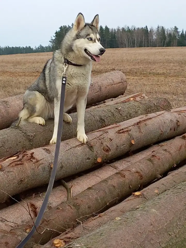 Хаски в дар, фотография 3