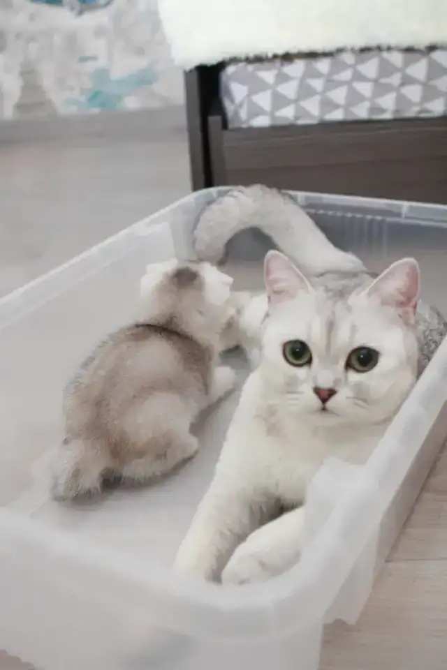 Котята шотландские, фотография 3