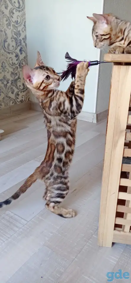 Чистокровные бенгальские котята, фотография 4