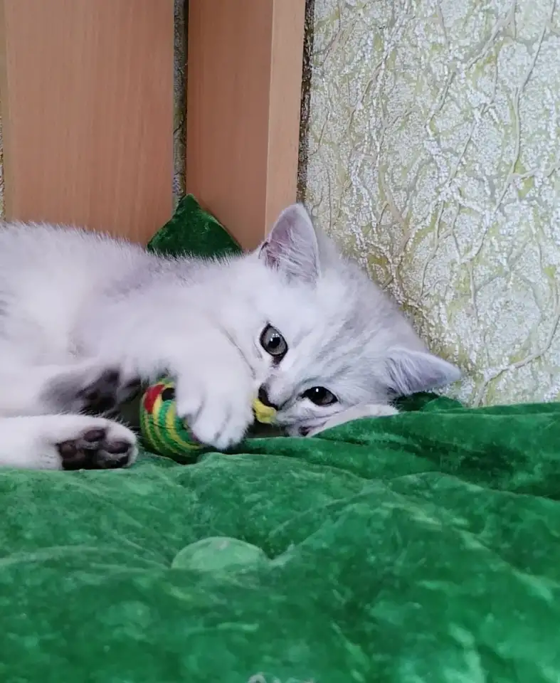 Британские серебристые котята, фотография 4