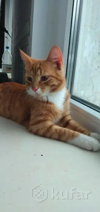 Отдам кота, фотография 3