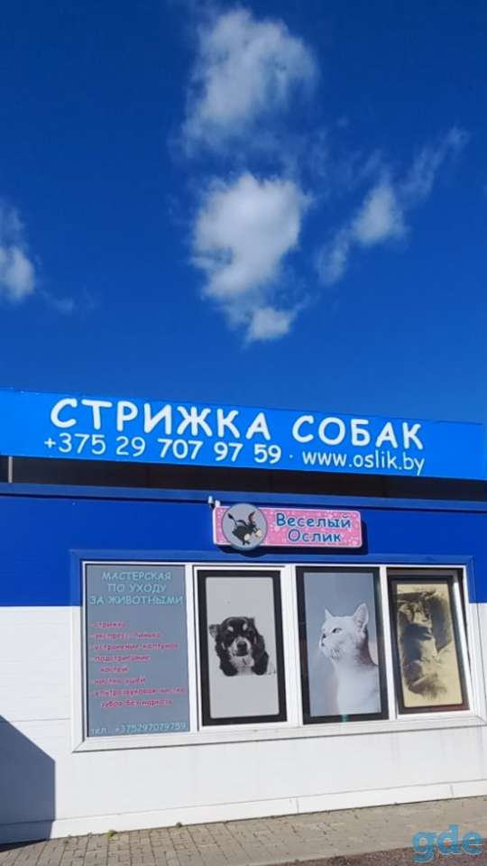 Груминг, стрижка собак и котов Боровляны, экспресс-линька, фотография 6