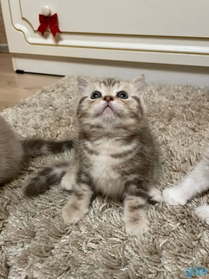 Шотландские мальчик скоттиш страйт и девочка скоттиш фолд, фотография 6