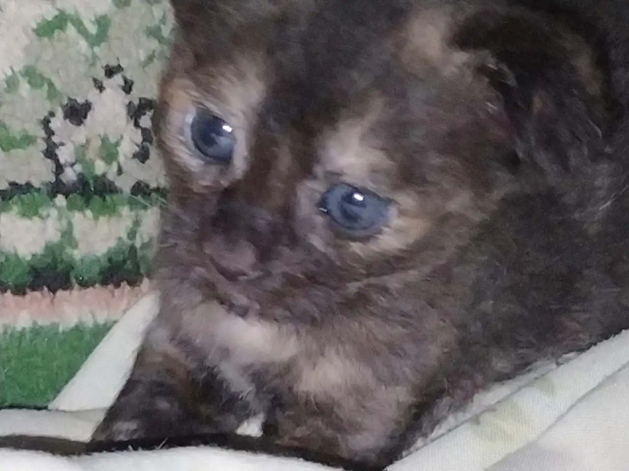 Котята девон рекс, фотография 1
