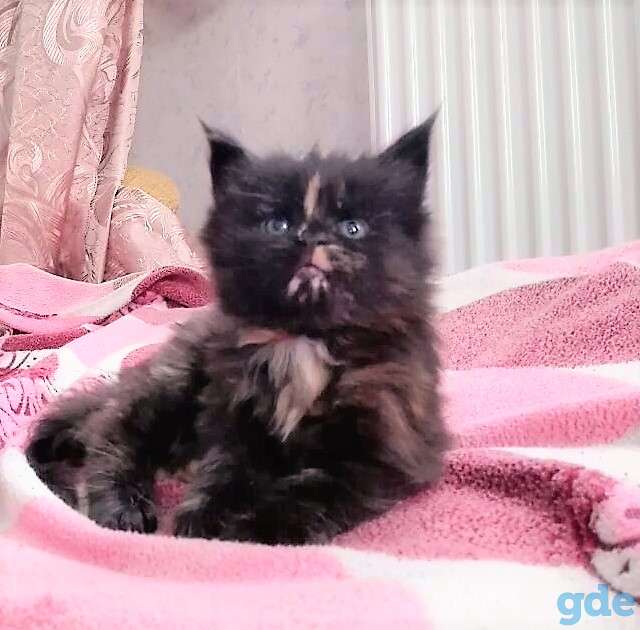 Мейн кун котенок, фотография 1