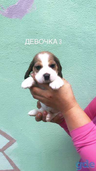 Бигль, фотография 2