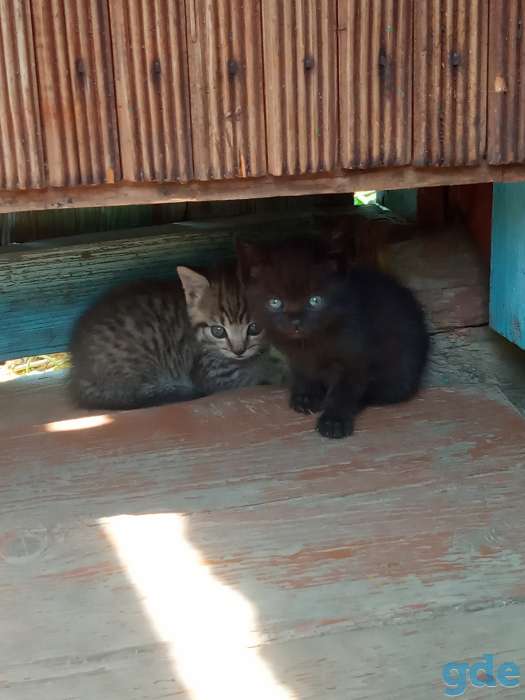 Котята в добрые руки, фотография 1