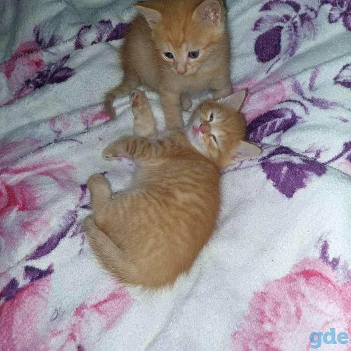 Отдам котят в добрые руки., фотография 2