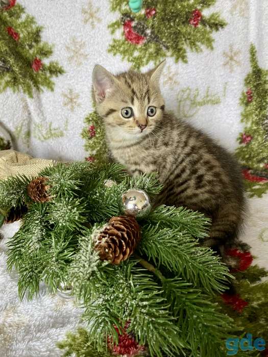 Британские котята, фотография 7