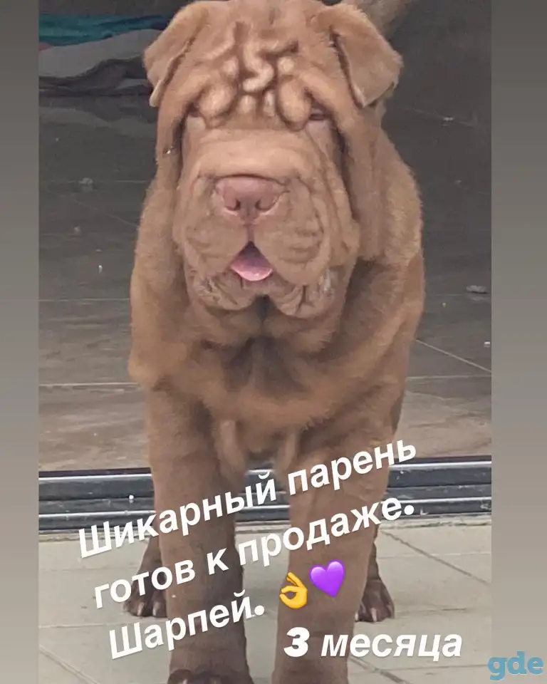 Щенок Шарпея, фотография 8