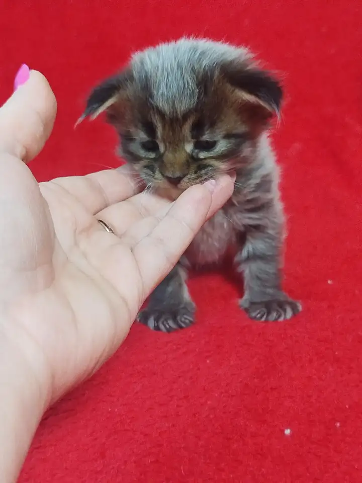 Котята мейн кун, фотография 4
