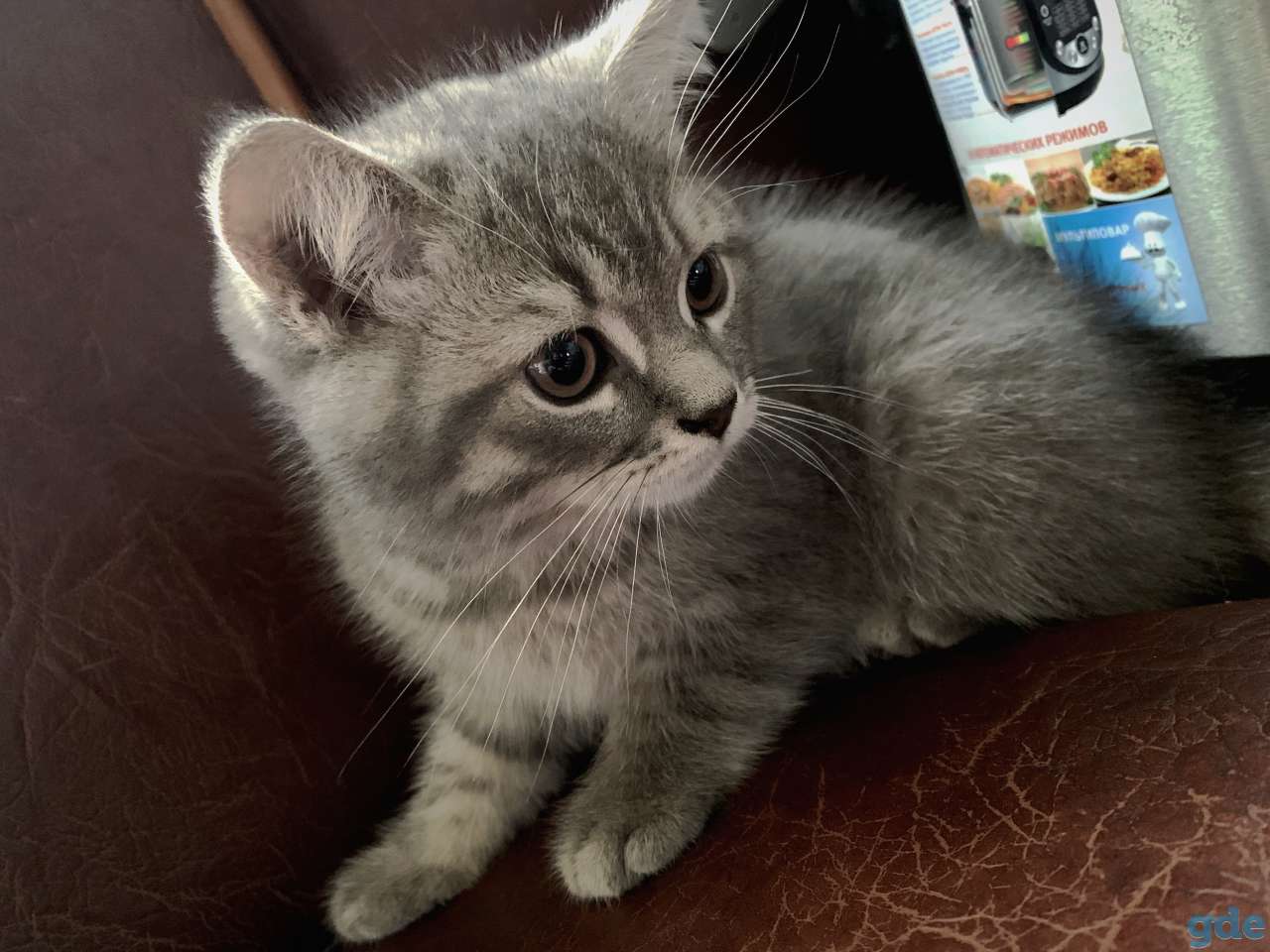 Шотландские котята Скоттиш-страйт, фотография 1