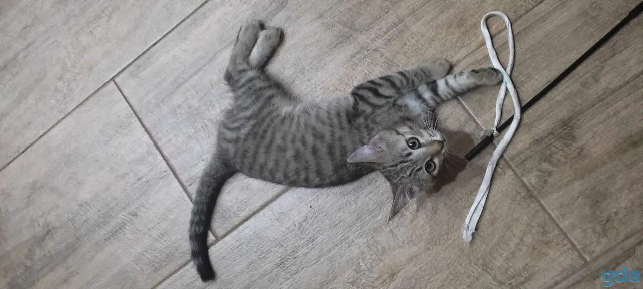Котенок в дар, фотография 4