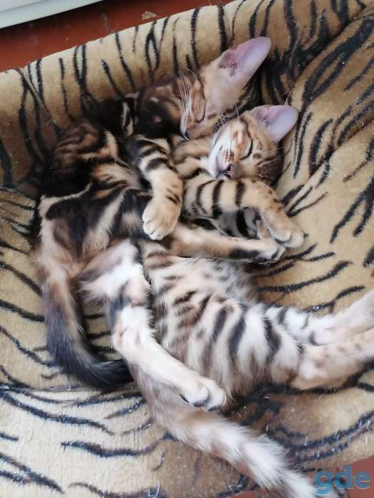 Бенгальские котята, фотография 2