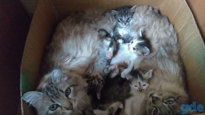 Котенок в ваш дом., фотография 5