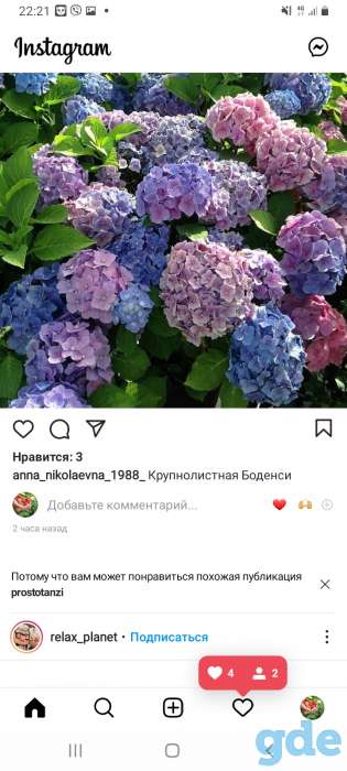Саженцы клубники по технологии фриго, фотография 6