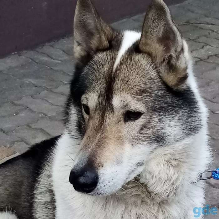 Собака даром, фотография 1