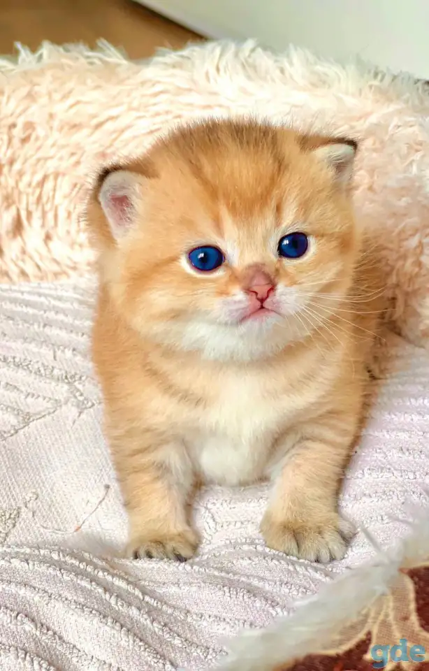 ЗОЛОТАЯ ШИНШИЛЛА шотландские котята, фотография 3