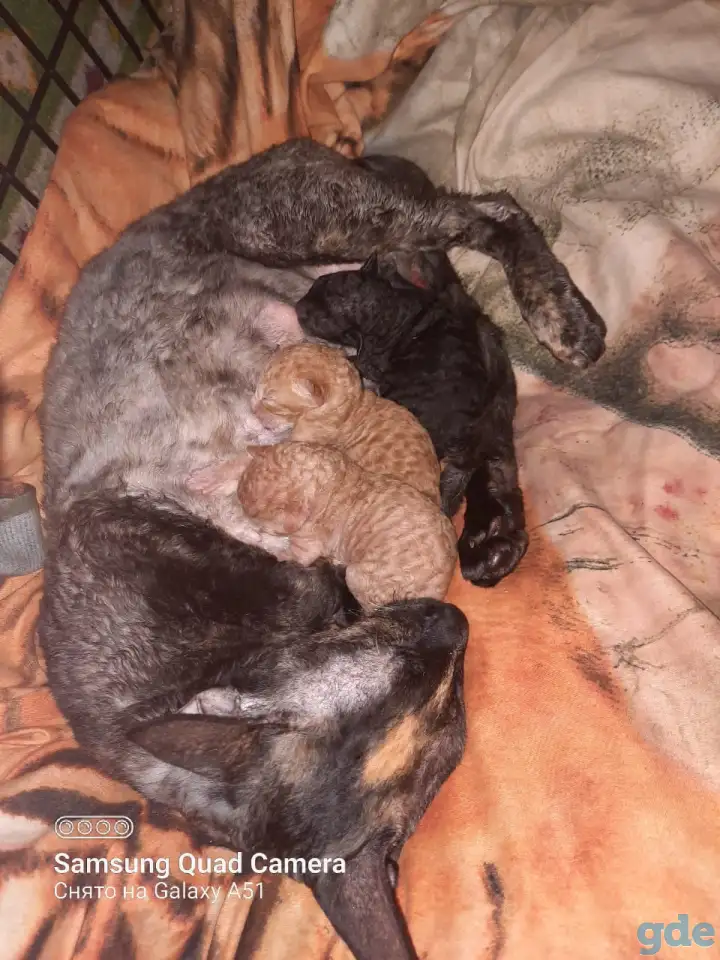 Бронь на корниш-рекс котят, фотография 7