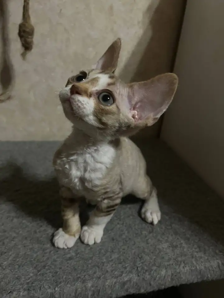Котенок ДевонРекс, фотография 1