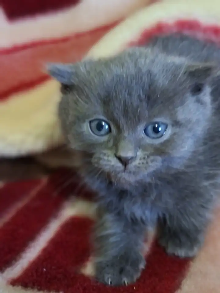 Котята, фотография 5