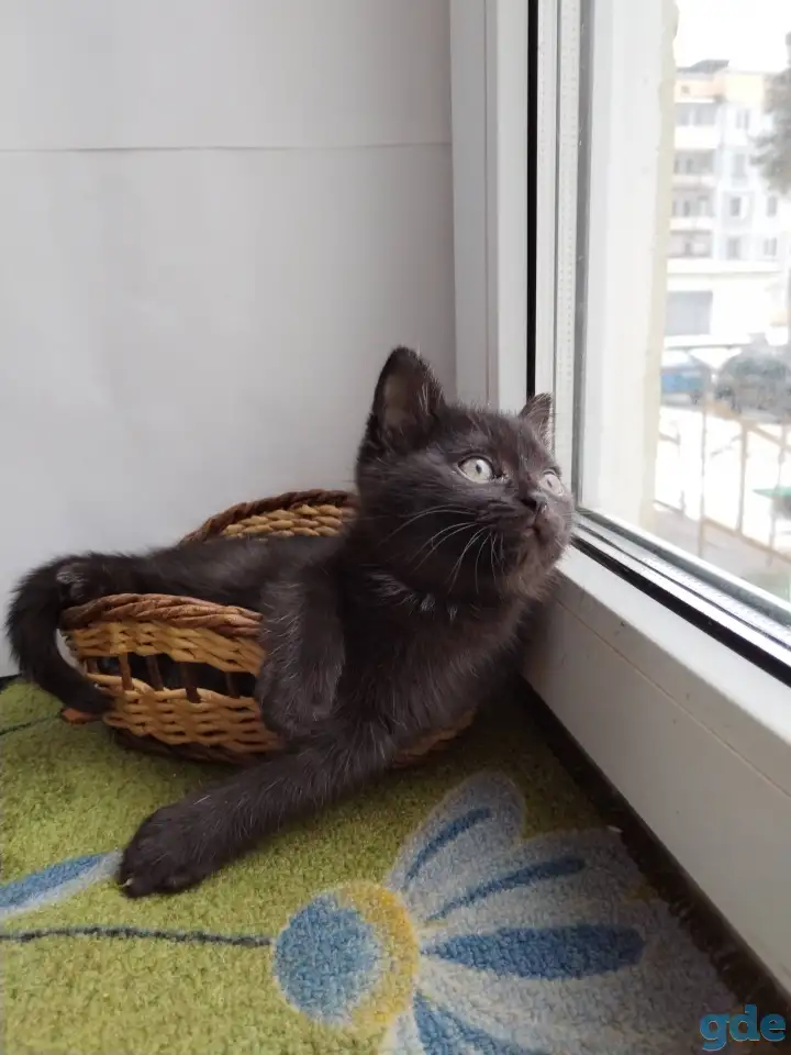 Скоттиш-страйт, шотландцы, фотография 6