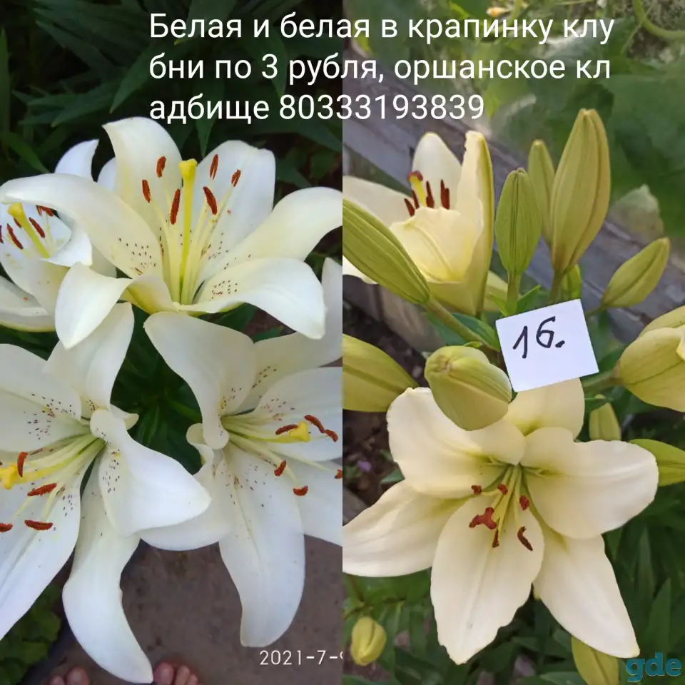 Лилии разные сорта, фотография 3