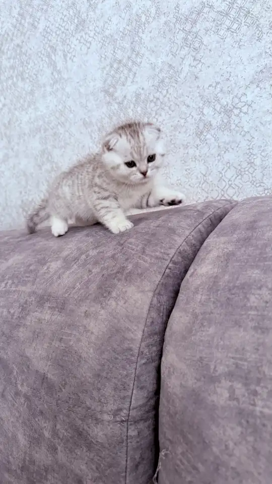 Шотландский вислоухий котенок, фотография 5