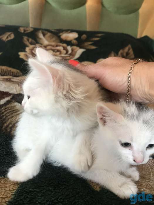 котята в дар, фотография 6