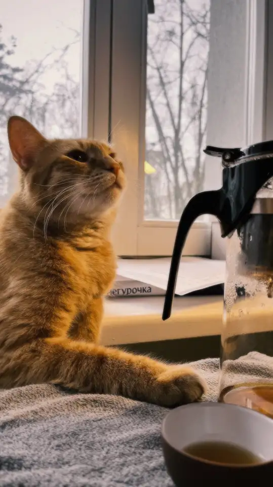 Котик в добрые руки, фотография 4