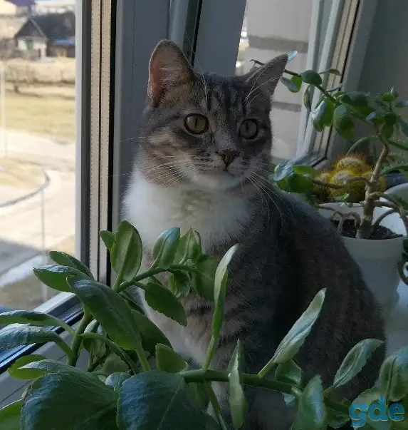 Отдам котят, кошку и кота, фотография 9