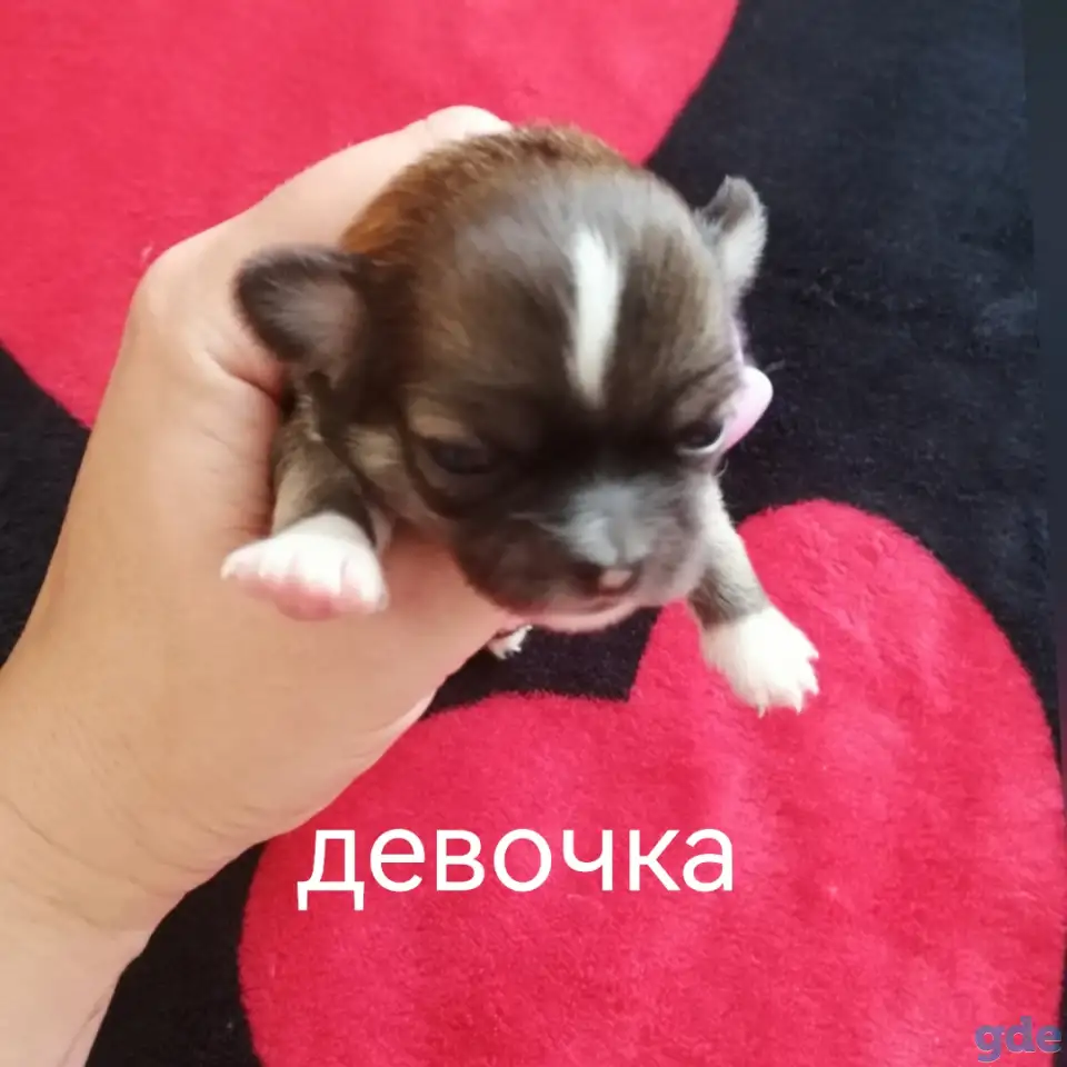 Щенки чихуахуа, фотография 4