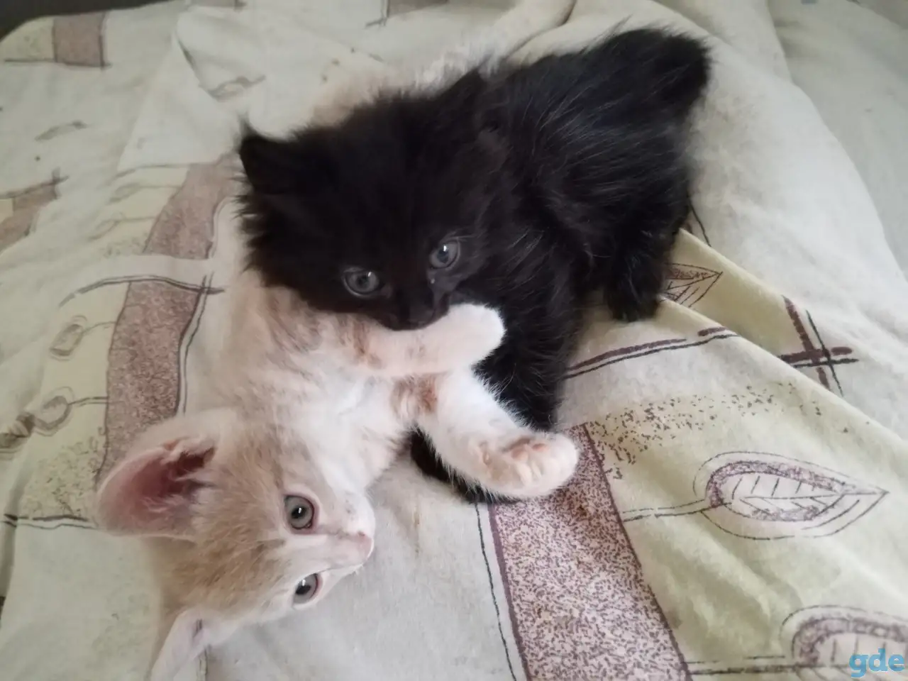 Курильский бобтейл котята, фотография 5